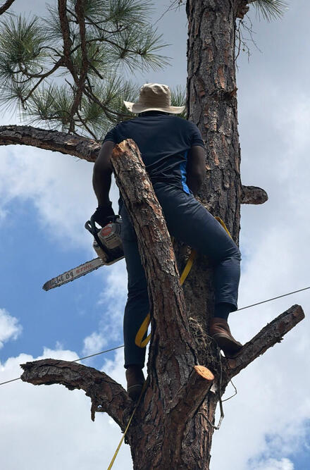 Tree Services